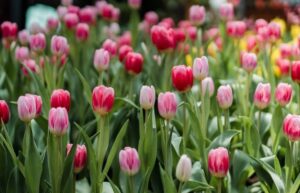 Tulips
