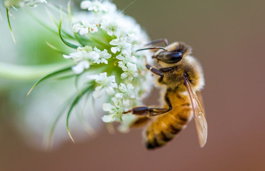 The Buzz on Honeybee-Themed Accessories